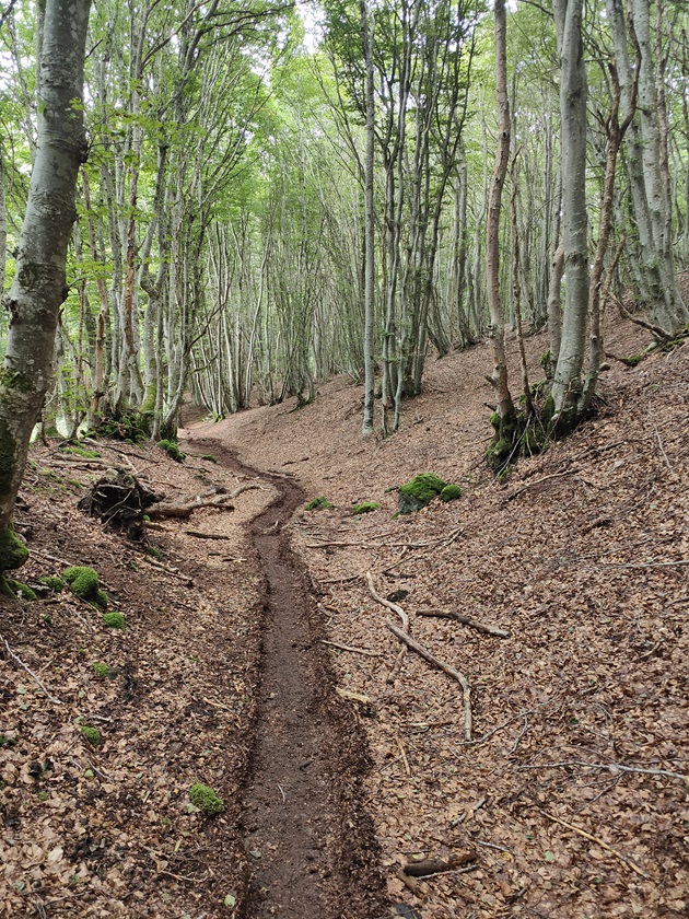 Naturopathie: être accompagné sur le chemin