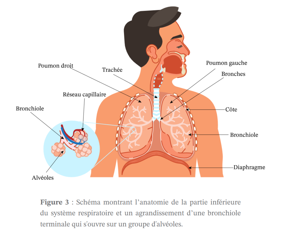 système respiratoire et alvéoles pulmonaires