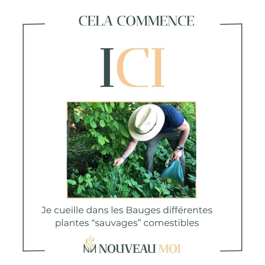 Cueillette plantes sauvages comestibles